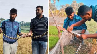 পটুয়াখালীতে ধানক্ষেত থেকে বিষধর শঙ্খিনী সাপ উদ্ধার