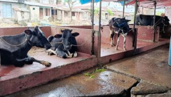 বরিশাল নগরীতে পরীক্ষা-নিরীক্ষা ছাড়াই হয় গরু জবাই 