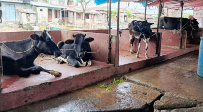 বরিশাল নগরীতে পরীক্ষা-নিরীক্ষা ছাড়াই হয় গরু জবাই 