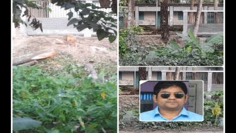 উজিরপুরে ইউএনওর যোগসাজশে ইউএনও কার্যালয়ের পাশের সরকারি গাছ কেটে নেওয়ার অভিযোগ বিএনপি নেতার বিরুদ্ধে