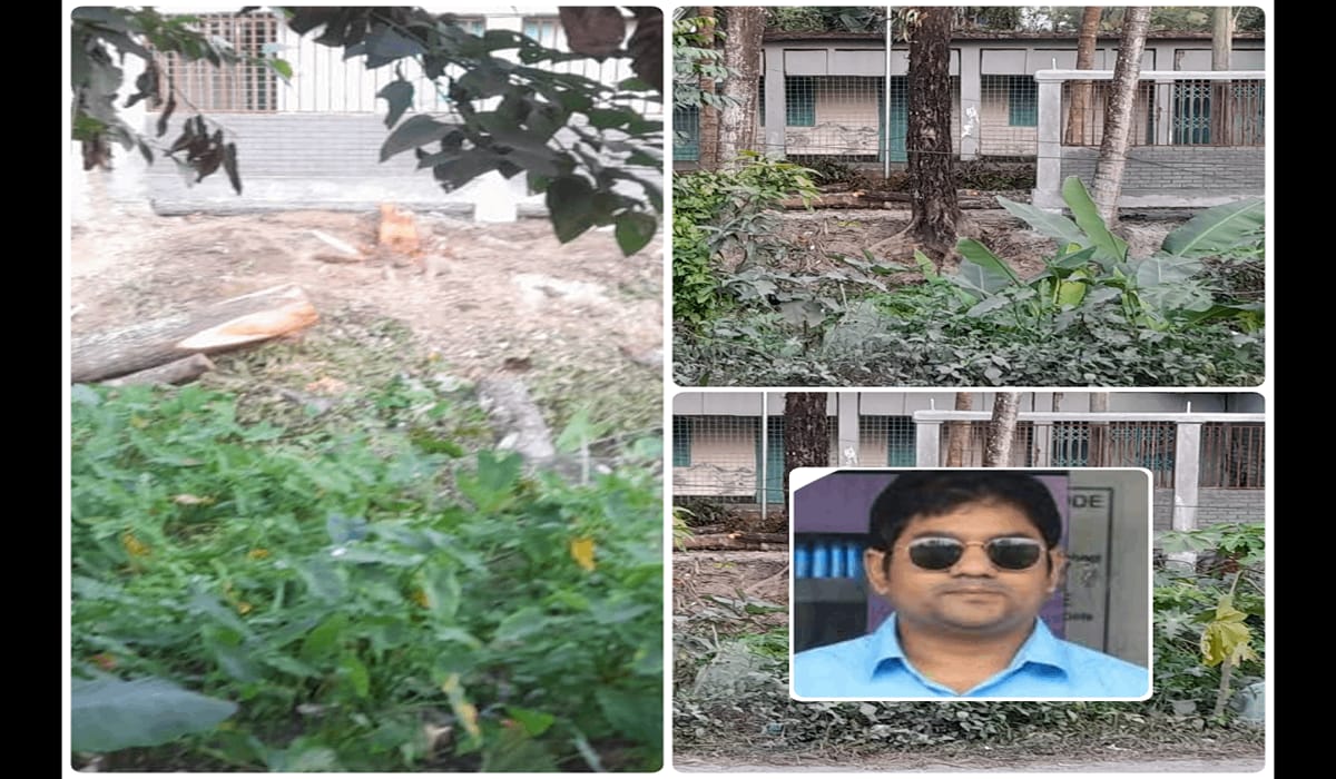 উজিরপুরে ইউএনওর যোগসাজশে ইউএনও কার্যালয়ের পাশের সরকারি গাছ কেটে নেওয়ার অভিযোগ বিএনপি নেতার বিরুদ্ধে